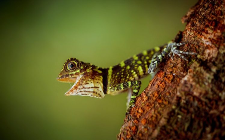 lizard, Reptile HD Wallpaper Desktop Background