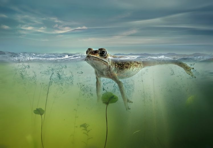nature, Frog, Pond, Lake, Bubbles, Swim, Swimming HD Wallpaper Desktop Background