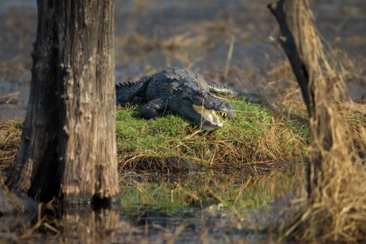 marsh, Crocodile, Alligator, Reptile, Predator HD Wallpaper Desktop Background