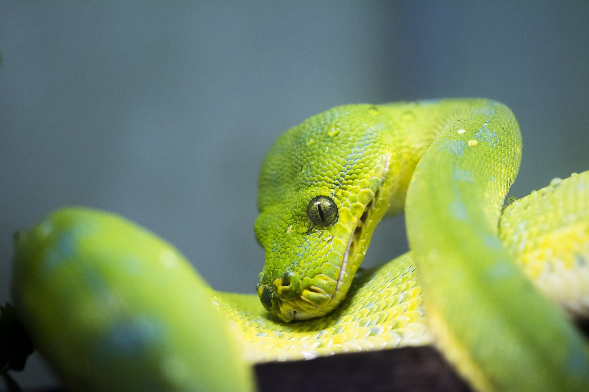 snake, Python, Green, Reptile, Scales, Close up Wallpaper