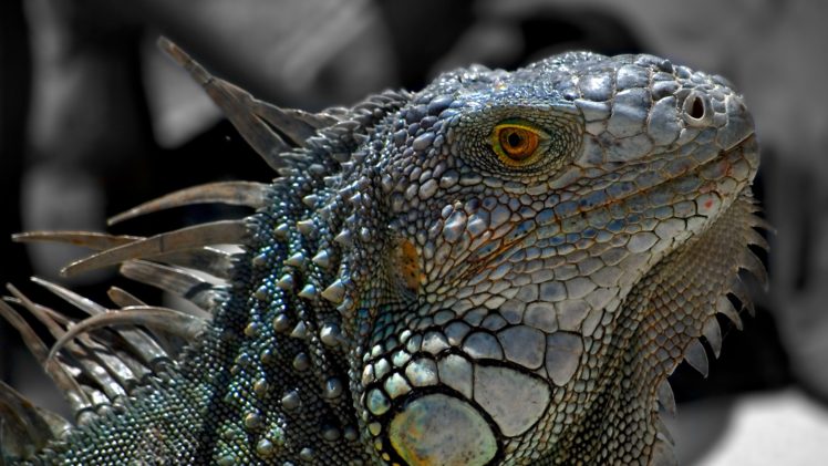 close up, Nature, Animals, Lizards, Macro, Reptiles, Iguana HD Wallpaper Desktop Background