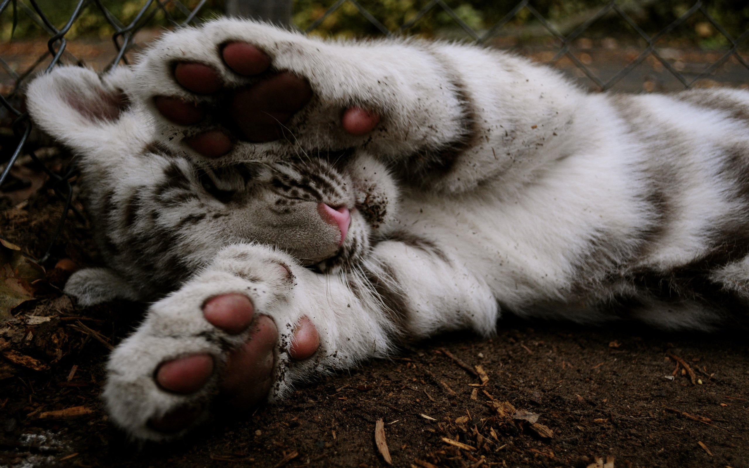 white, Tiger, Toe Wallpaper