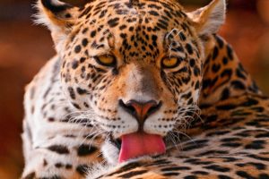 leopard, Face
