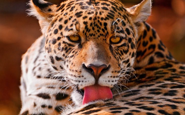 leopard, Face HD Wallpaper Desktop Background