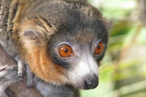 animals, Lemur, Primates