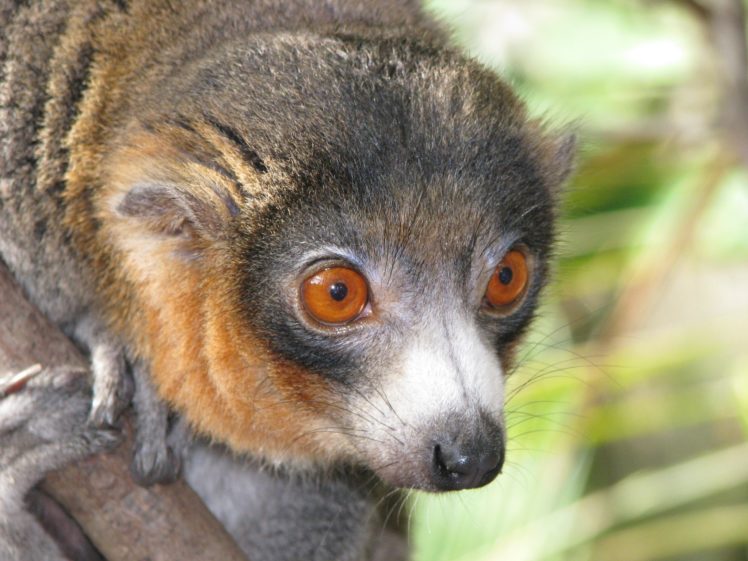 animals, Lemur, Primates HD Wallpaper Desktop Background