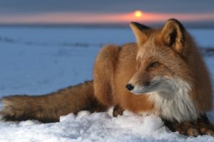 snow, Sun, Foxes