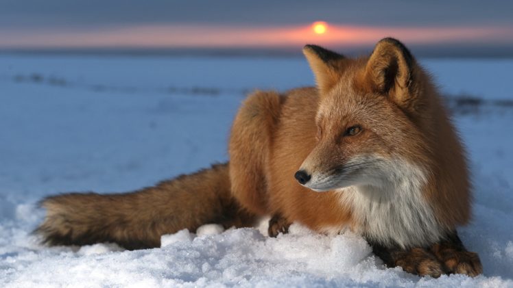 snow, Sun, Foxes HD Wallpaper Desktop Background