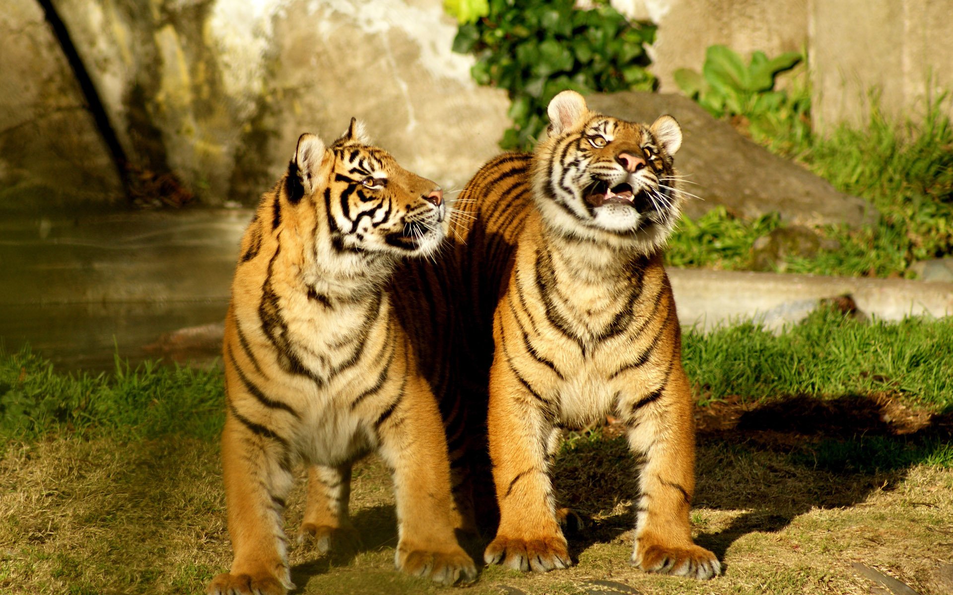 pair, Of, Tiger Wallpaper