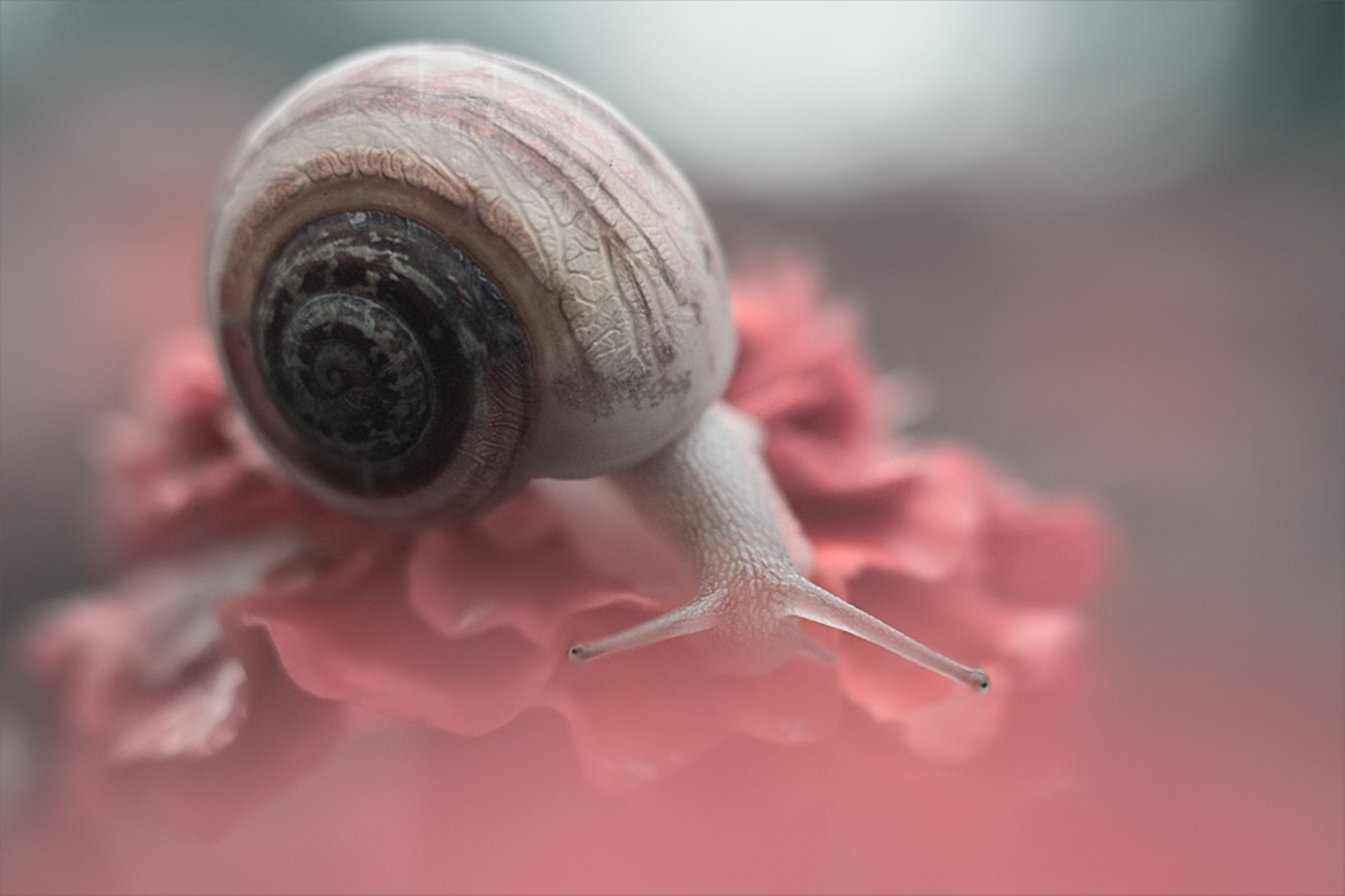 snails Wallpaper