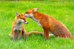 red, Fox, Couple