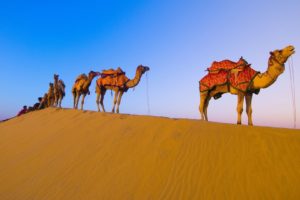 animals, Desert, Camels