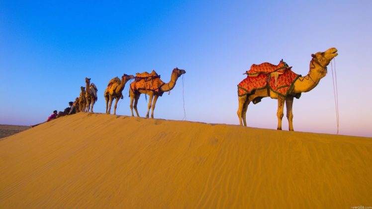 animals, Desert, Camels HD Wallpaper Desktop Background