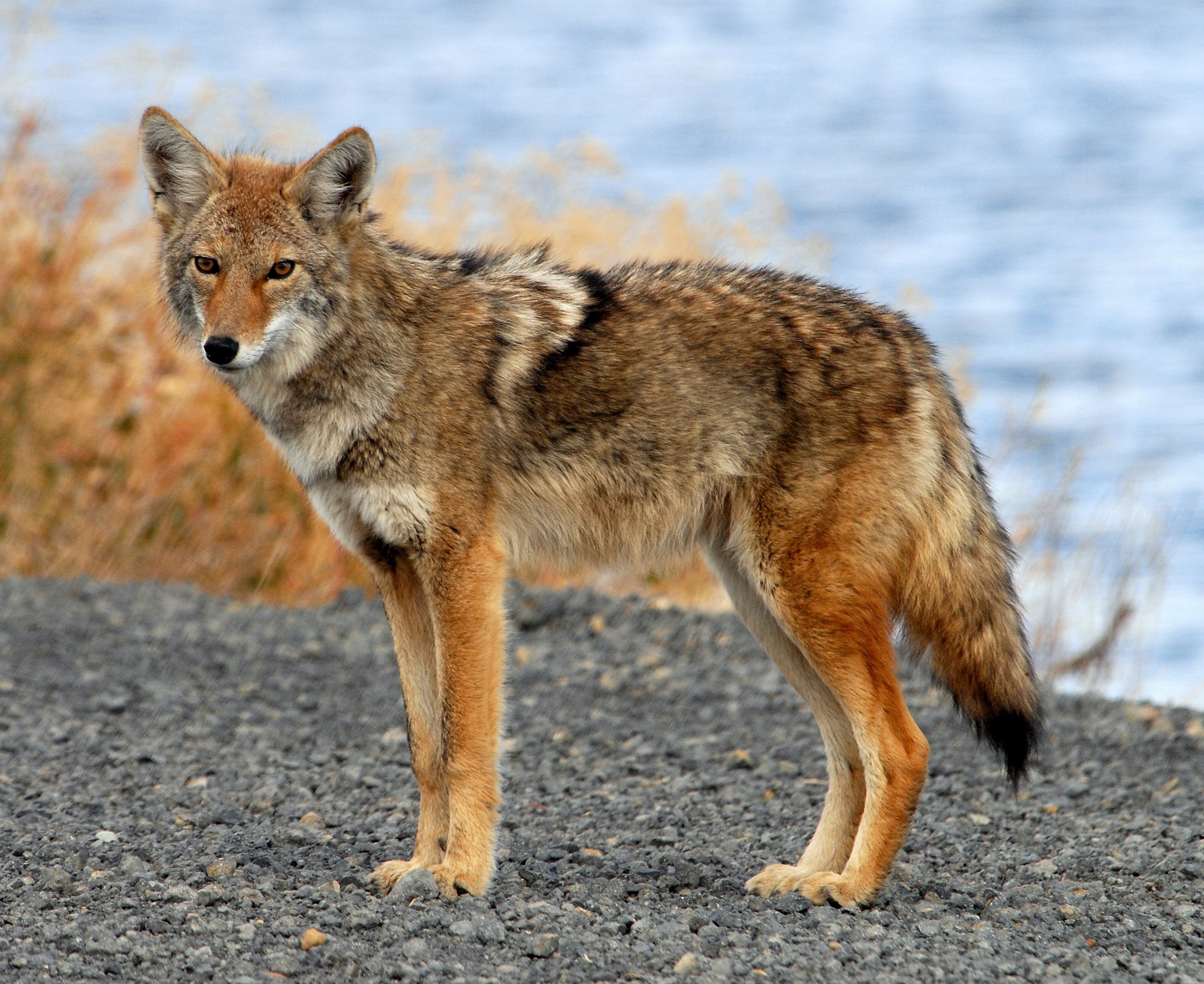 coyote, Rapazanimales, Carnivoro Wallpapers HD / Desktop and Mobile