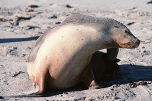 seals, Animals, Seal