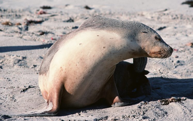 seals, Animals, Seal HD Wallpaper Desktop Background