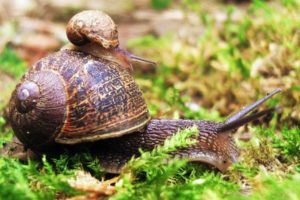 snail, On, Snail