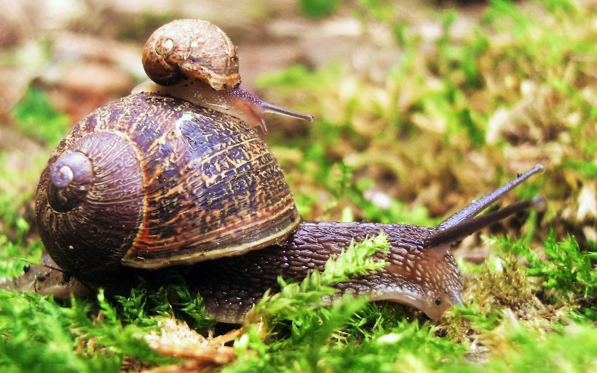 snail, On, Snail Wallpaper