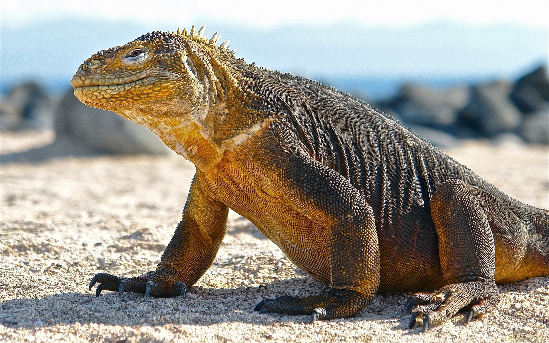 beach, Animals, Lizards, Komodo, Dragons Wallpaper