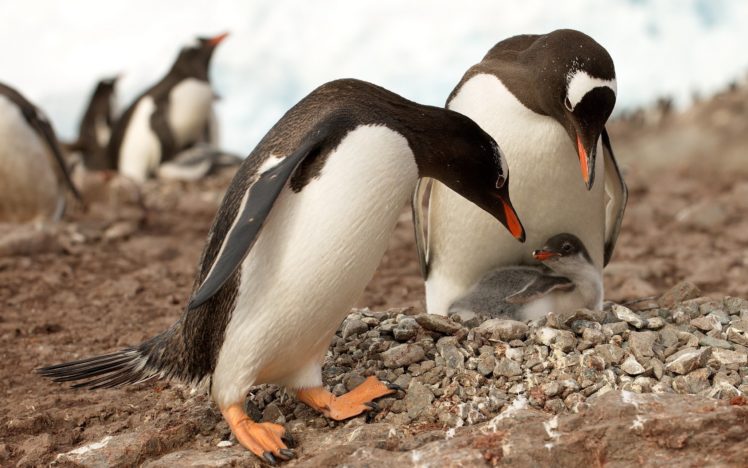 penguine, And, Baby HD Wallpaper Desktop Background