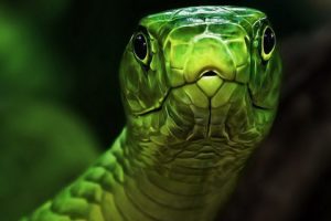 green, Snakes, Reptiles