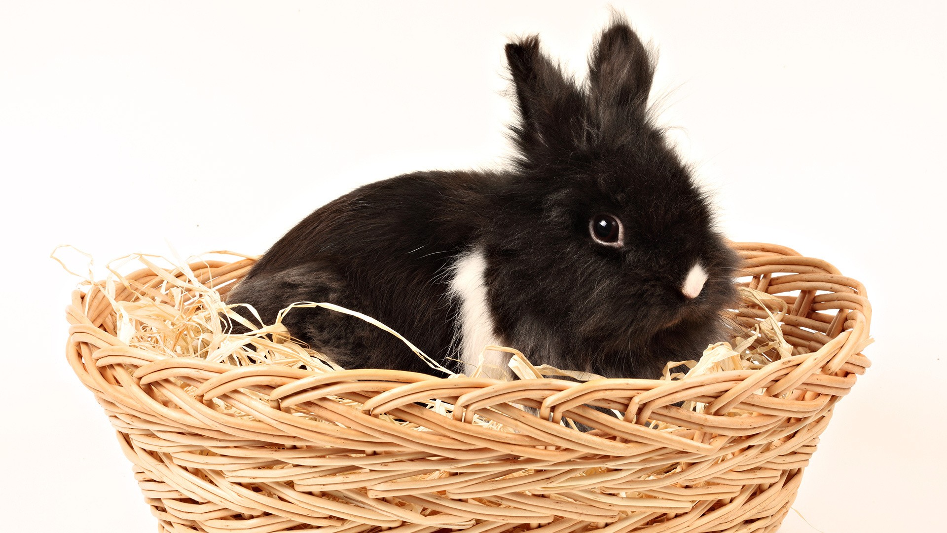 bunnies, Animals Wallpaper