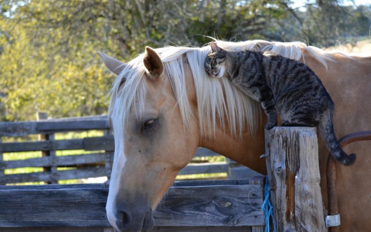 horse, Cat, Friendship HD Wallpaper Desktop Background