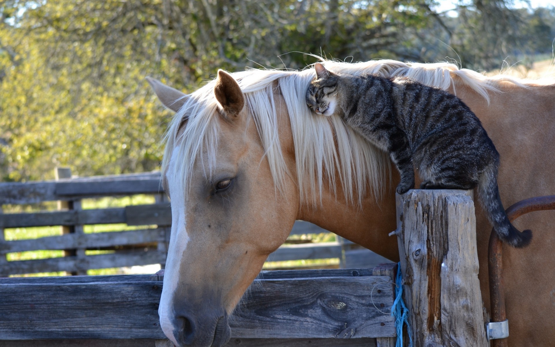 horse, Cat, Friendship Wallpaper