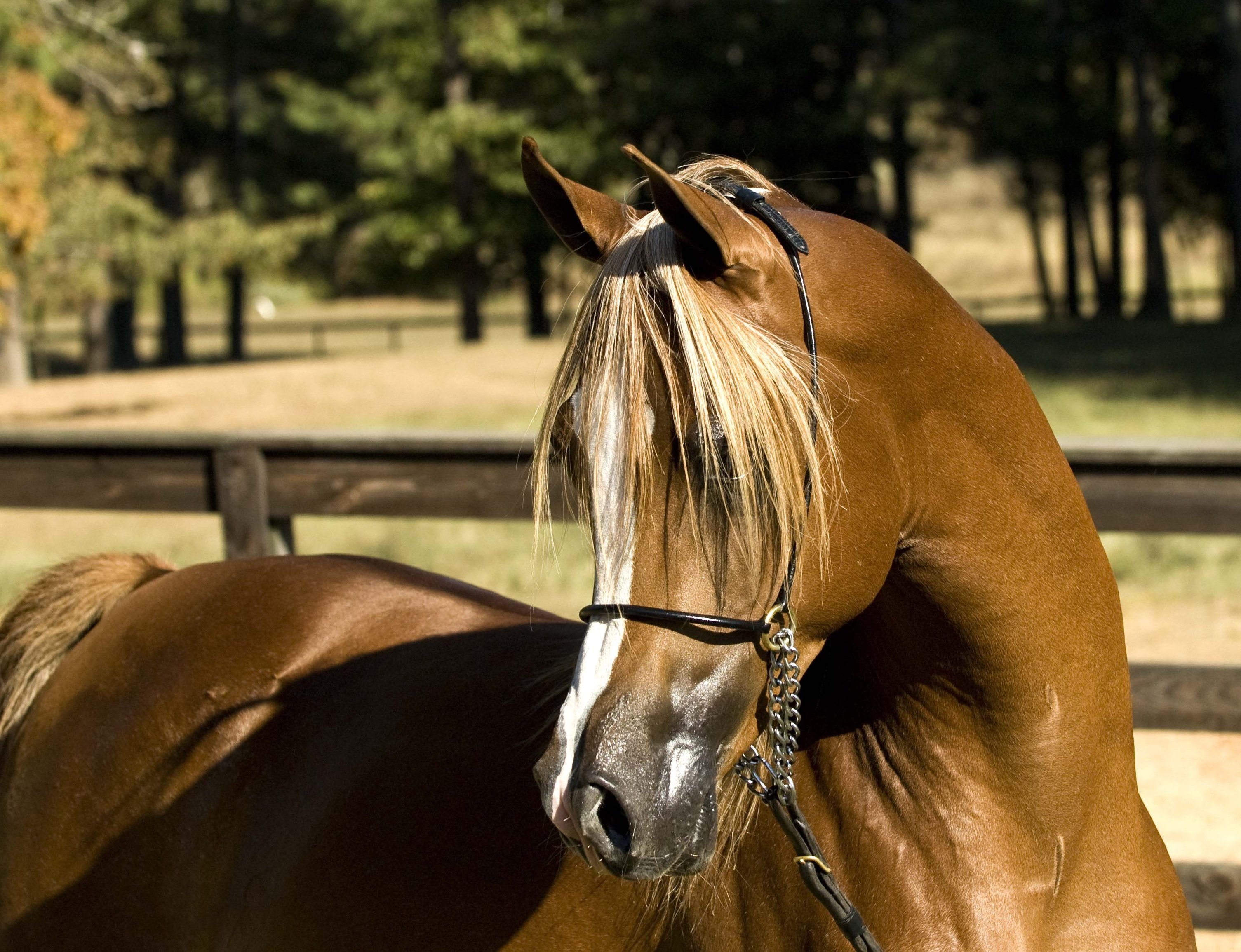 Animal gold. Золотистая лошадь. Породистые лошади золотистые. Обои лошади. Конь в золоте.