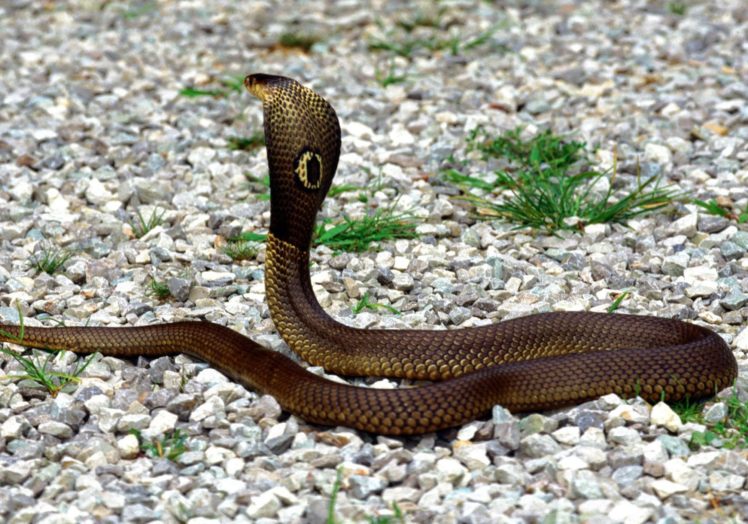 cobra, Real, Reptil, Animal HD Wallpaper Desktop Background