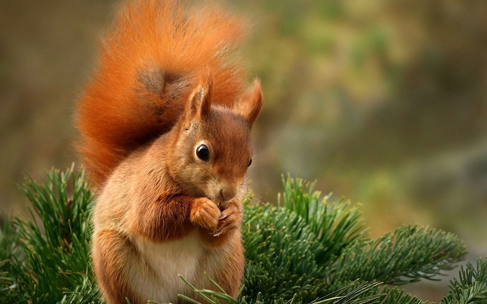 squirell, Brown Wallpaper