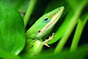 green, Lizard