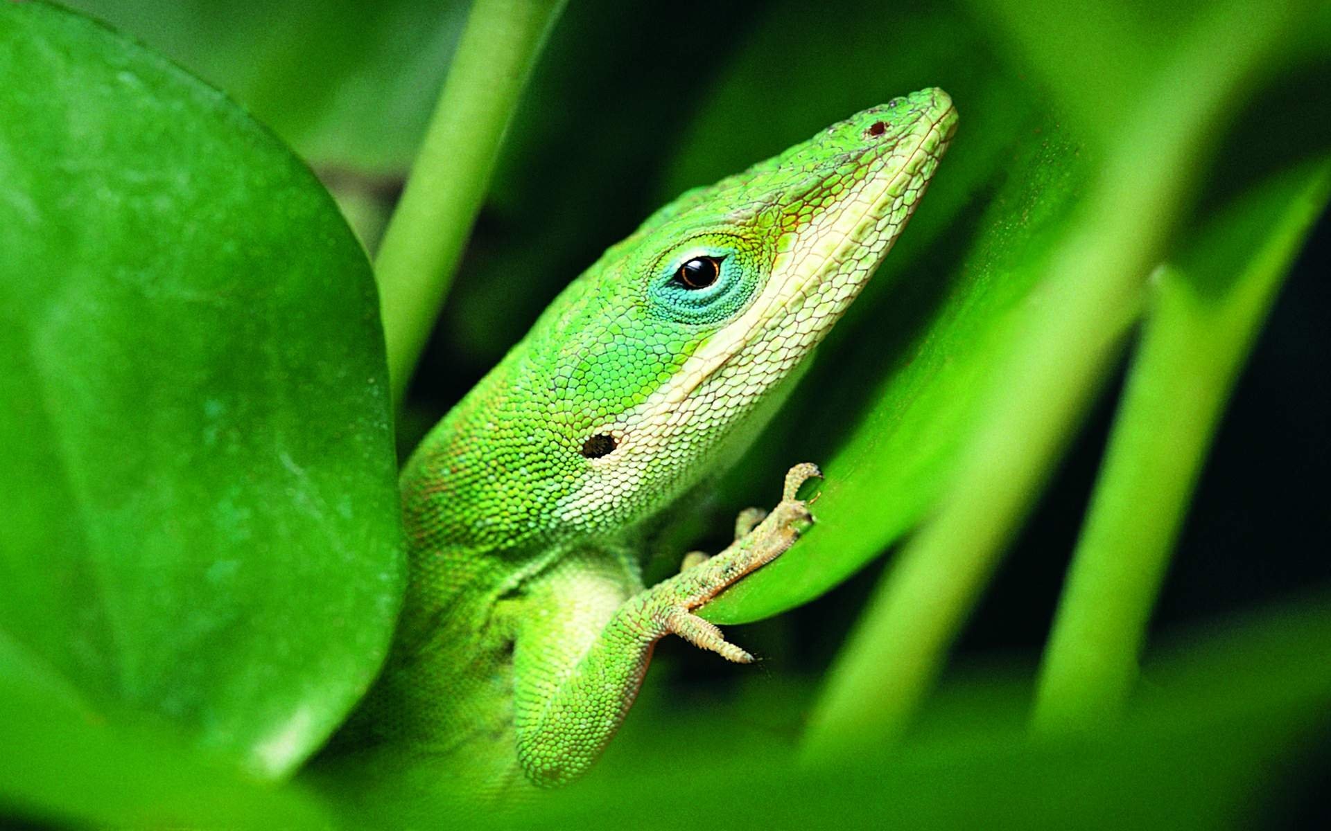 green, Lizard Wallpaper