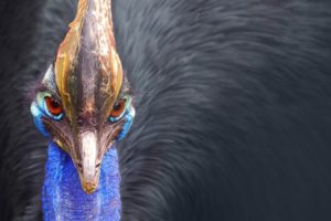 cassowary animal, Red, Eyes