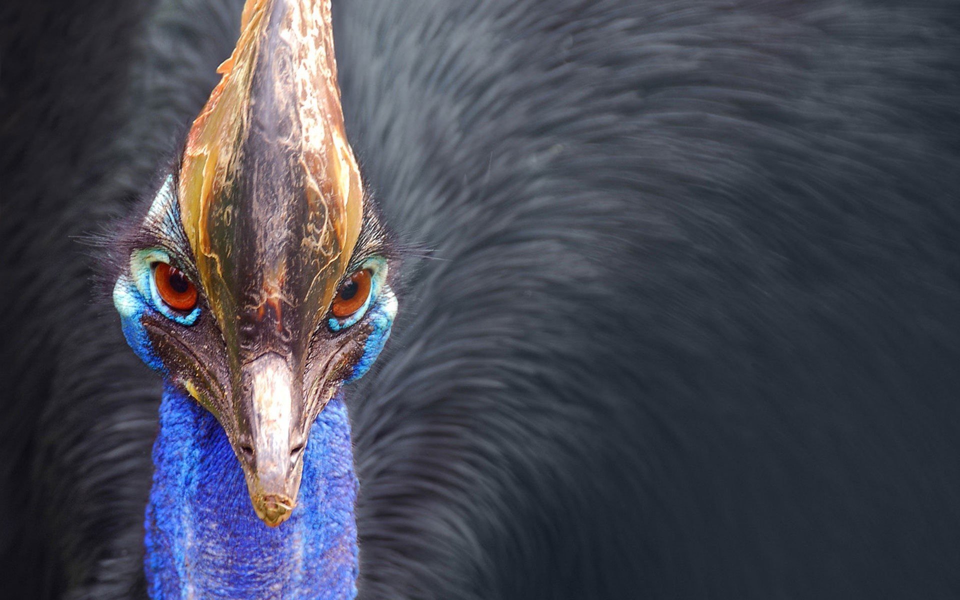 cassowary animal, Red, Eyes Wallpaper
