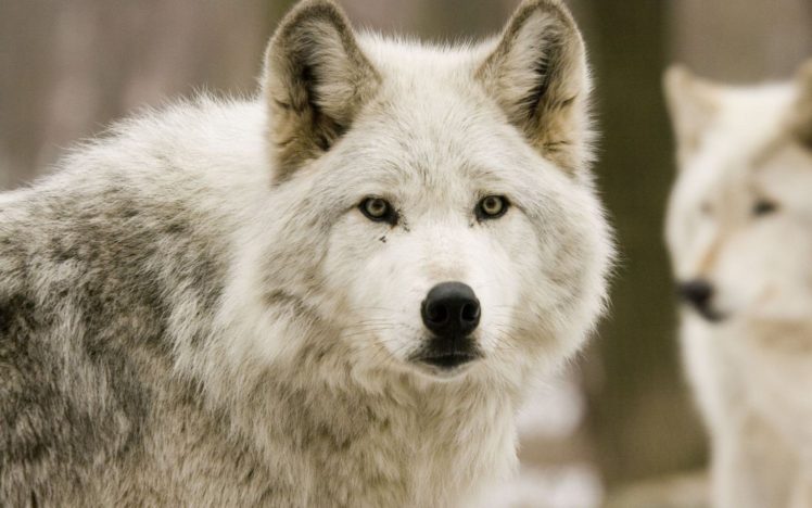 wolve, Ears, Friends, Fur, Animal HD Wallpaper Desktop Background