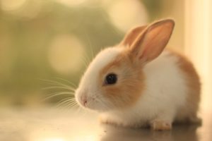 cute, Animal, Rabbit