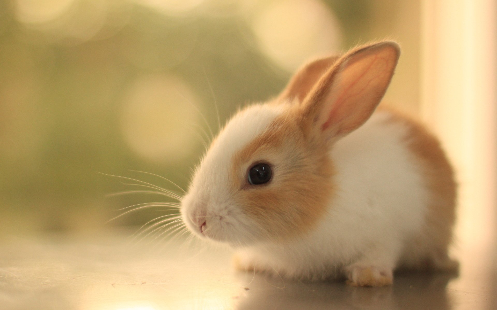 cute, Animal, Rabbit Wallpaper