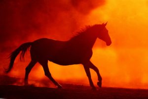 into the fire horse