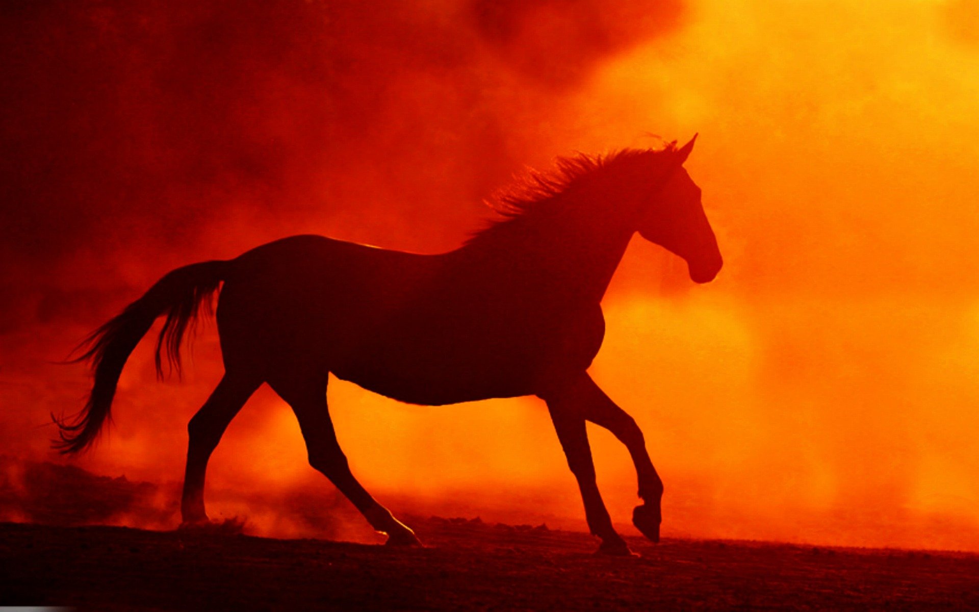 into the fire horse Wallpaper