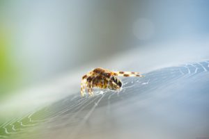 spider, Web, Animal, Macro