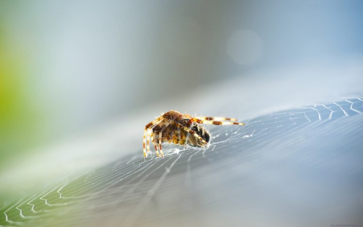 spider, Web, Animal, Macro HD Wallpaper Desktop Background