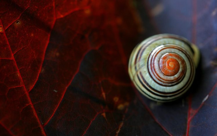 snail, Animal, Leaf, Macro HD Wallpaper Desktop Background