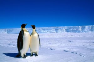 penguins, In, Antarctica