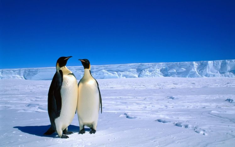 penguins, In, Antarctica Wallpapers HD / Desktop and Mobile Backgrounds