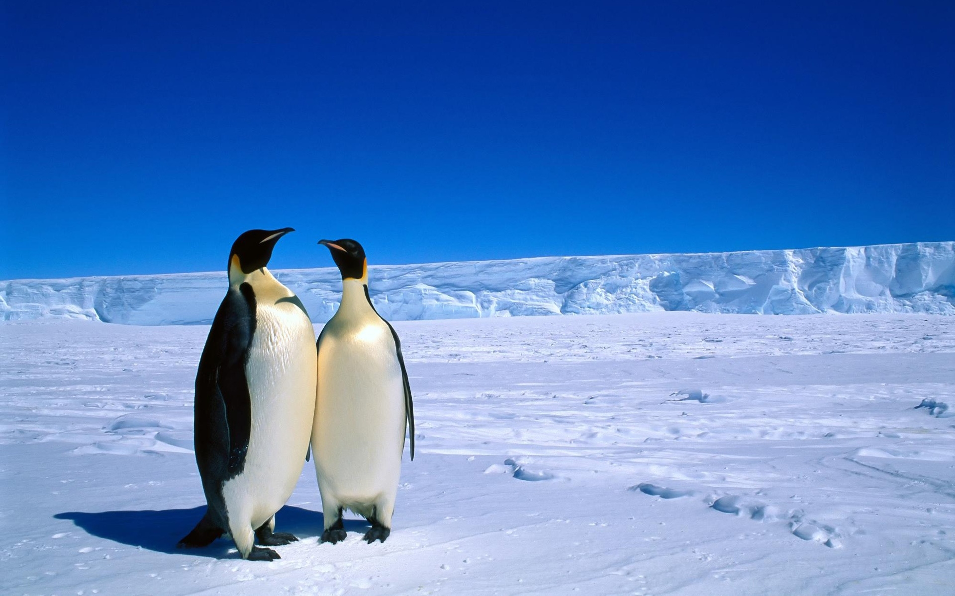 penguins, In, Antarctica Wallpaper