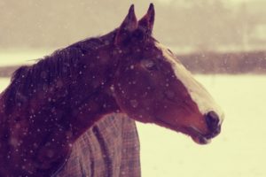 animals, Horses, Horse, Face, Snow, Winter