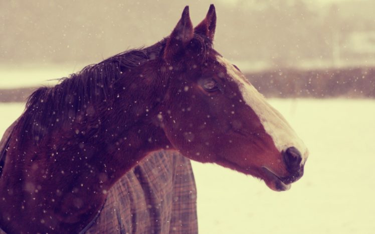 animals, Horses, Horse, Face, Snow, Winter HD Wallpaper Desktop Background