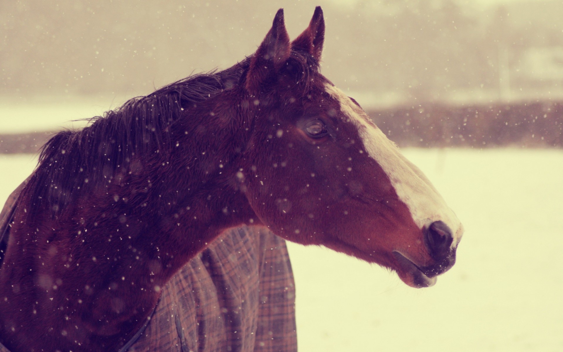 animals, Horses, Horse, Face, Snow, Winter Wallpaper