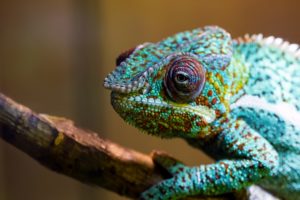 chameleon, Color, Green, Lizard, Branch